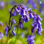 Types of Bluebells