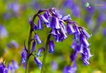 Types of Bluebells