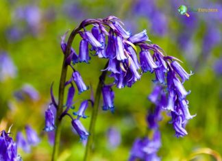 Types of Bluebells