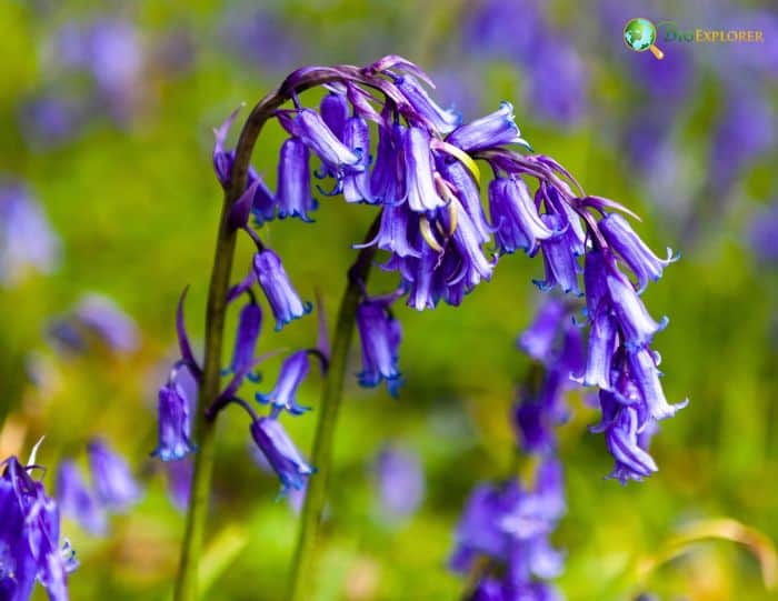 Types of Bluebells