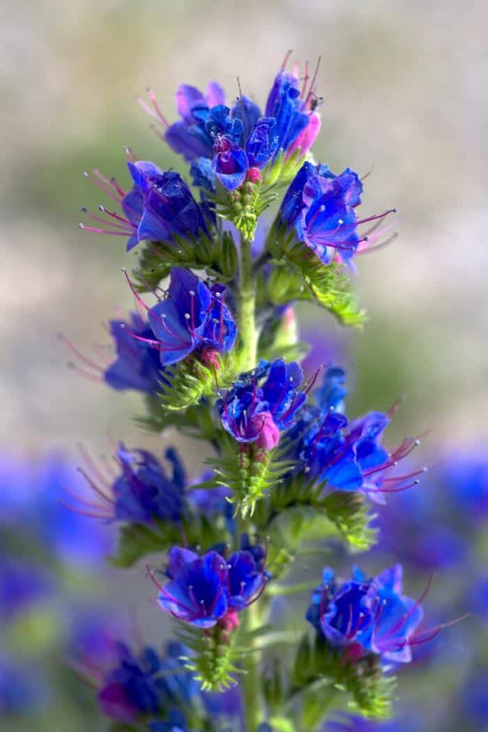 Blueweed Flower