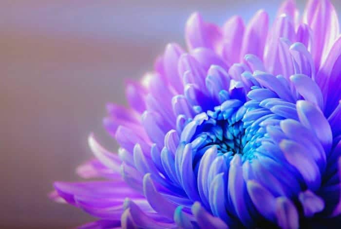 Bluish Purple Chrysanthemums Flowers