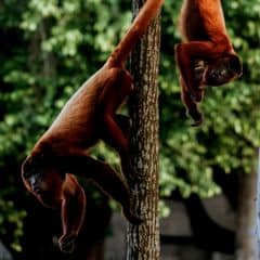 Bolivian Red Howler