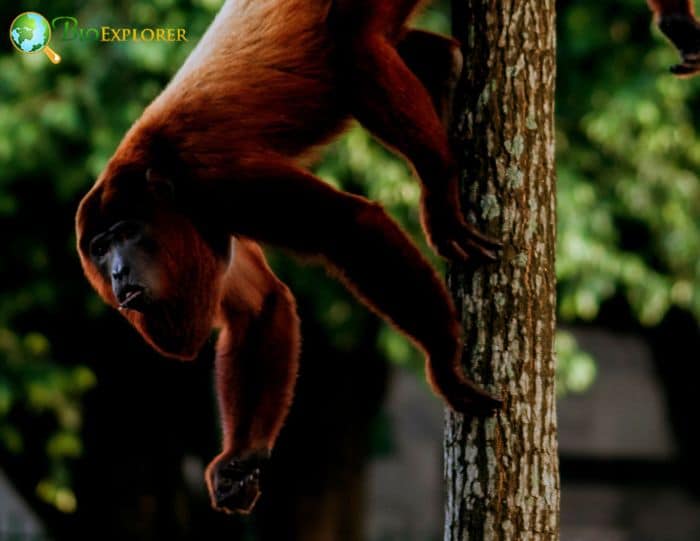 Bolivian Red Howler