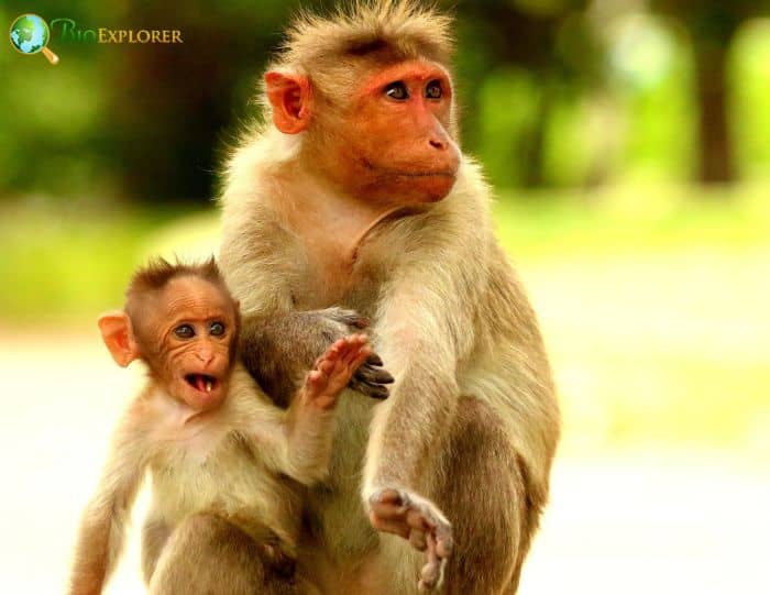 Bonnet Macaque