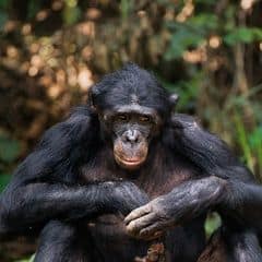 Bonobo