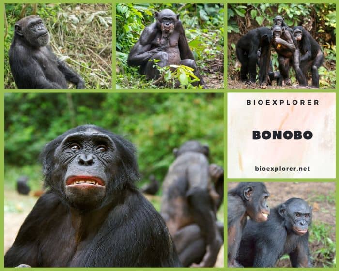 Bonobo