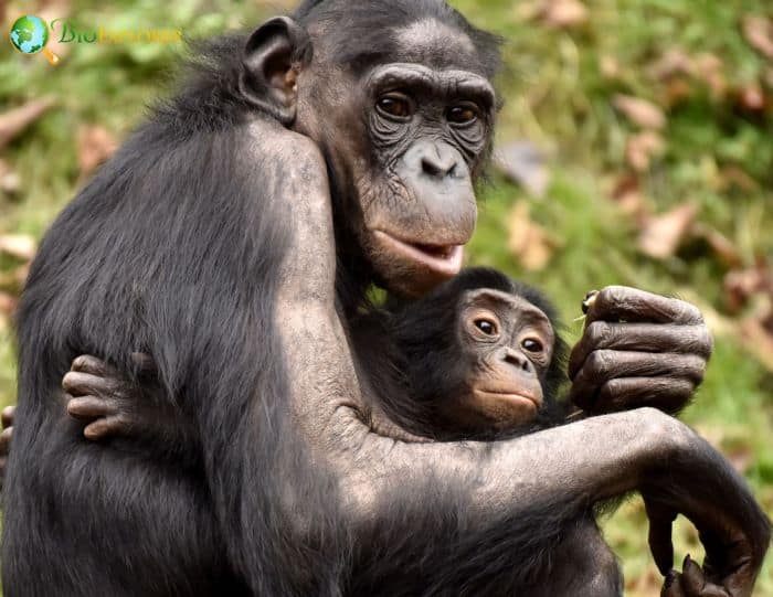 Bonobo With Baby