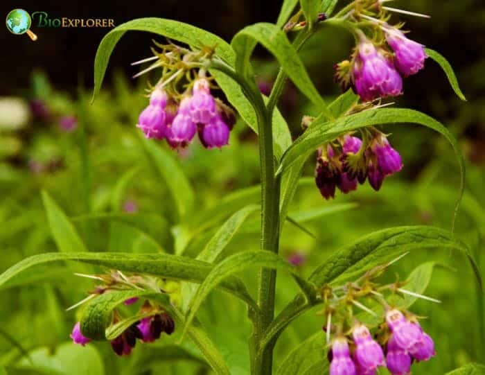 Boraginales Flowers and Reproduction