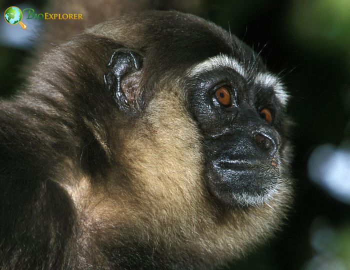 gray gibbon