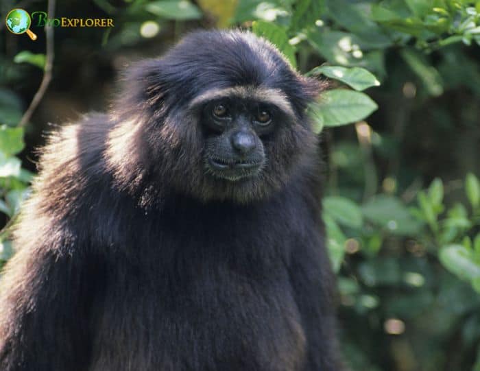 Müller's Gibbon 