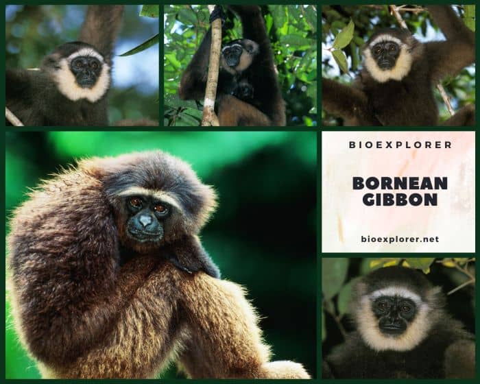 Bornean Gibbon