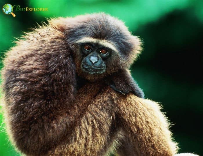 Bornean Gibbon