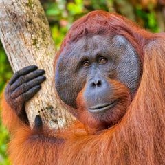 Bornean Orangutan