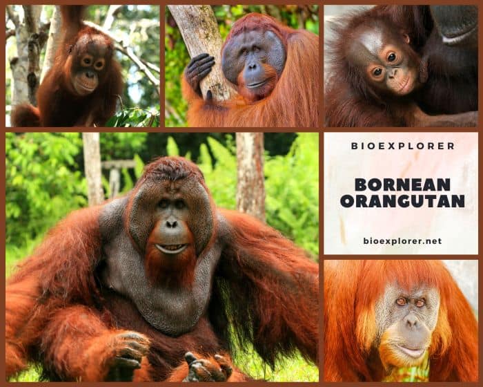 Bornean Orangutan