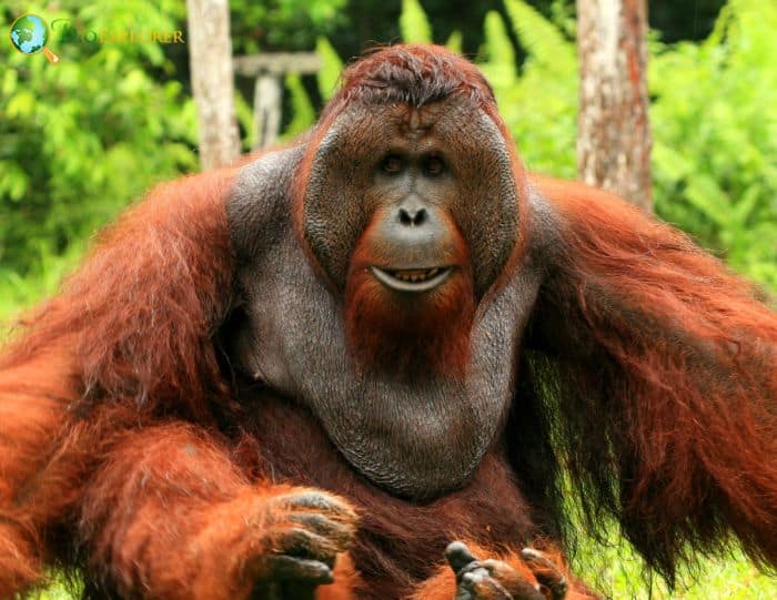 Bornean Orangutan