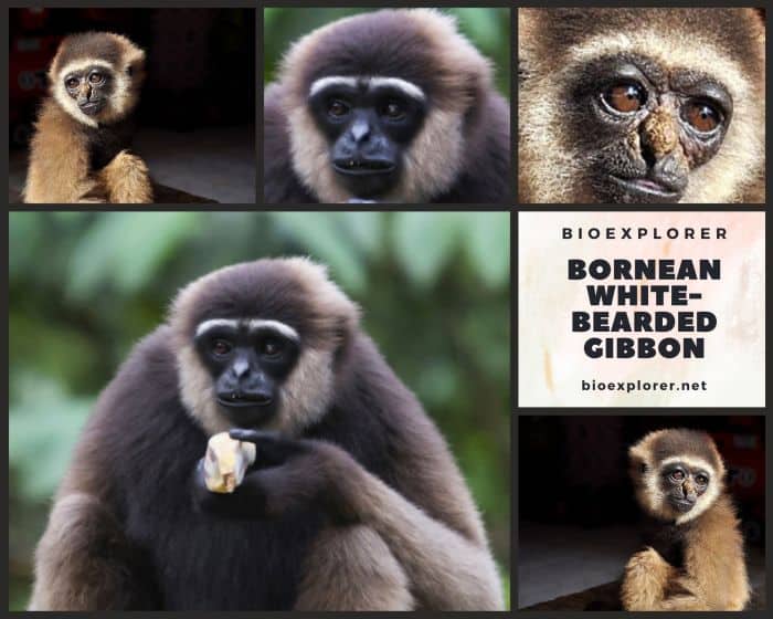 Bornean White Bearded Gibbon