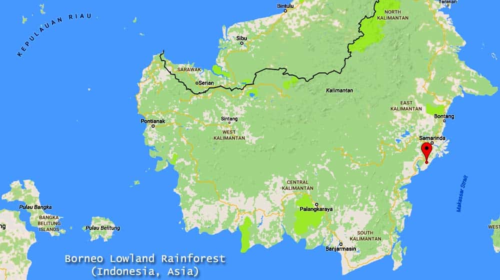 Borneo Lowland Rainforest (Asia)