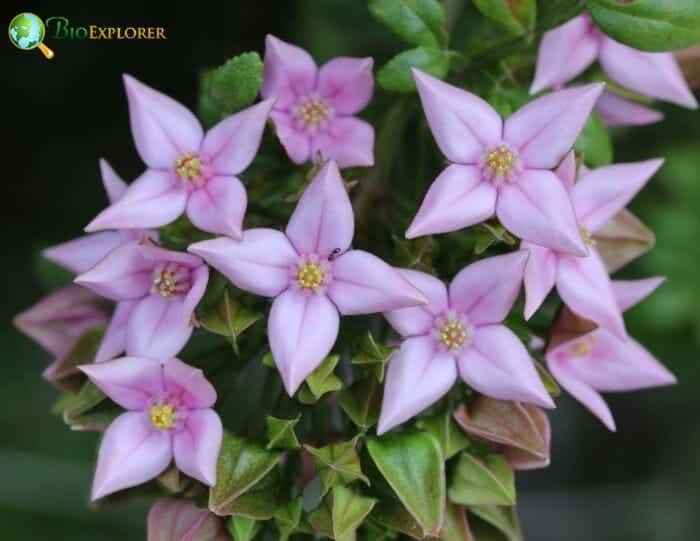 Boronia Flowers