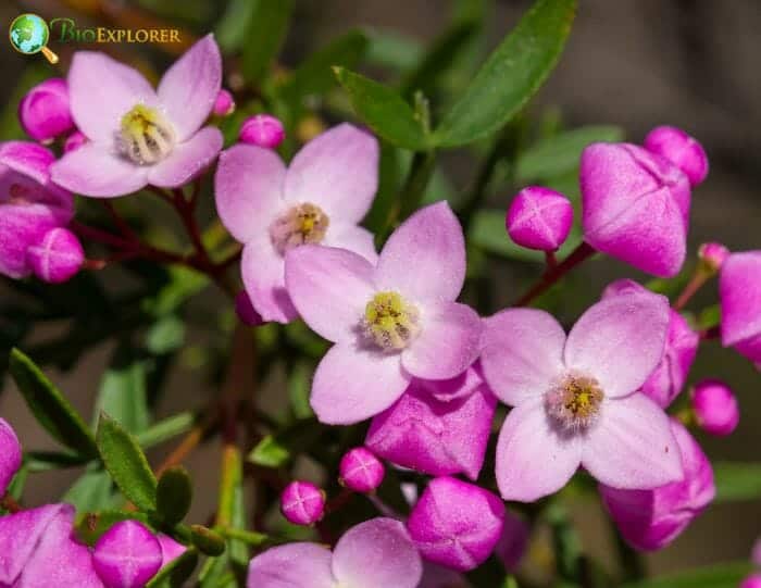 Boronia Flowers