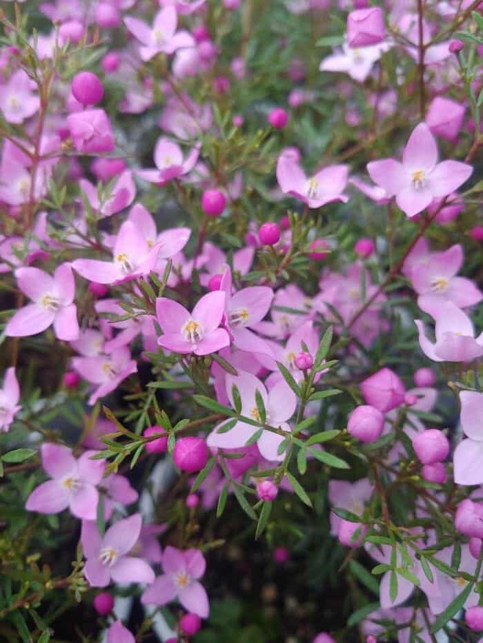 Boronia Megastigma