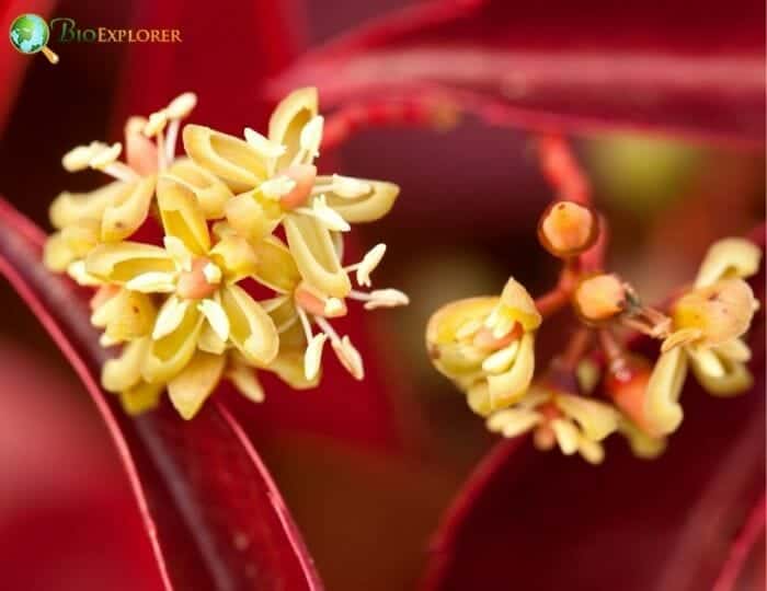 Boston Ivy Flowers