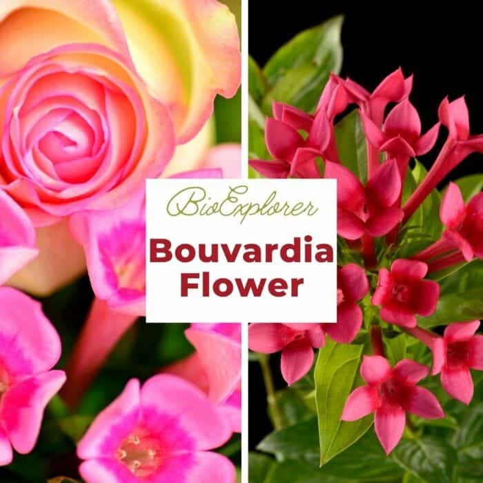 Bouvardia