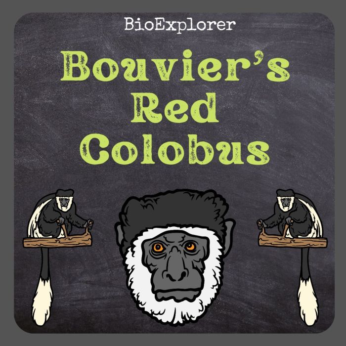 Bouvier's Red Colobus