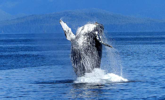 Bowhead Whales