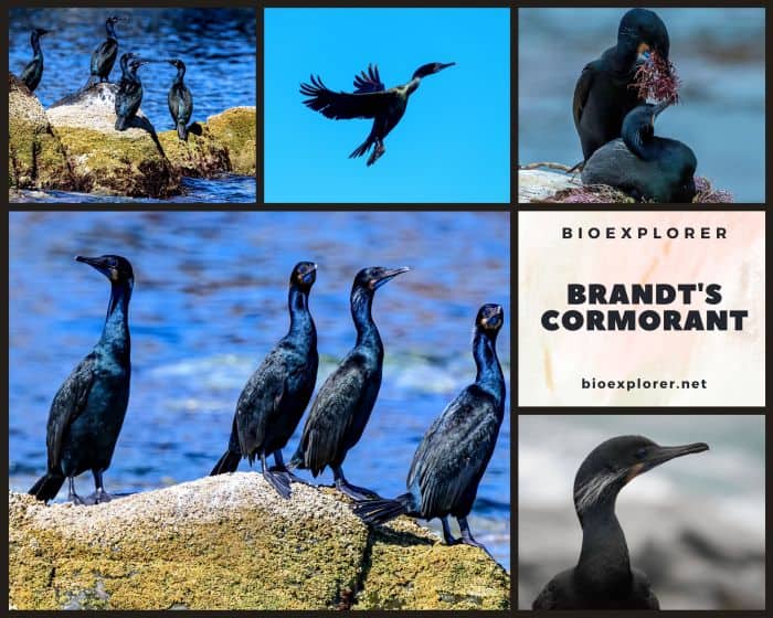 Brandt's Cormorant