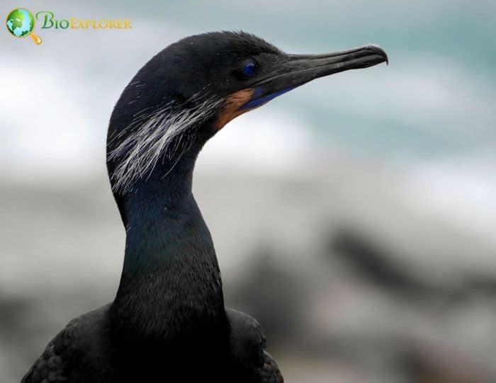 Brandt's Cormorant