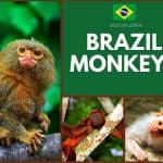 Brazil Monkeys