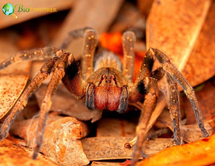 Brazilian Wandering Spider In Rainforests