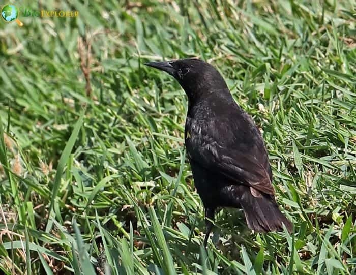 Breeding Behavior and Nesting Of Yellow Winged Blackbird