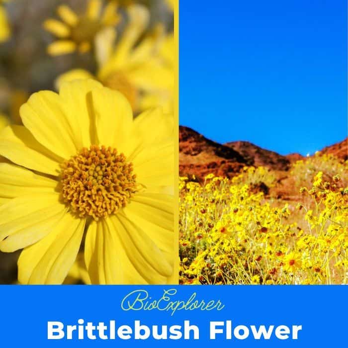 Brittlebush