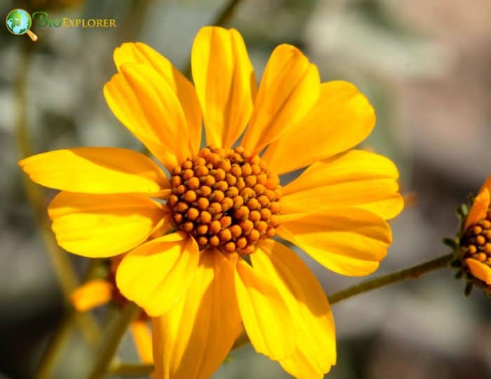 Brittlebush