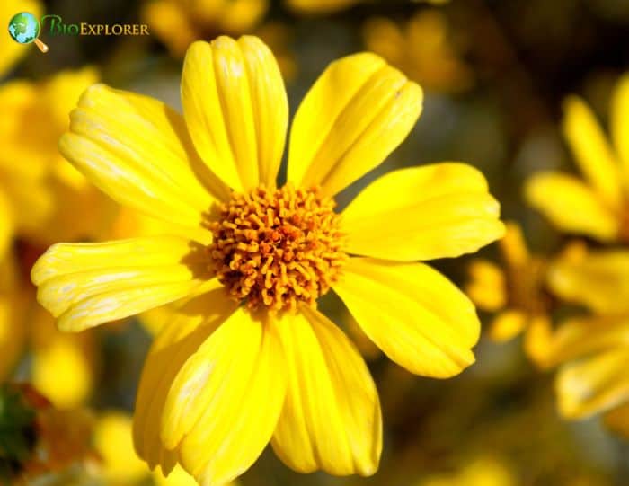 Brittlebush