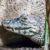 Broad-snouted Caiman