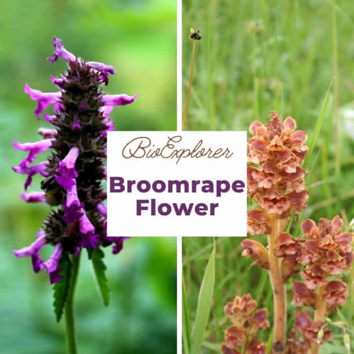 Broomrape