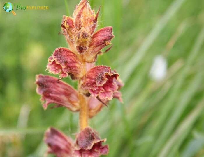 Broomrape Flowers