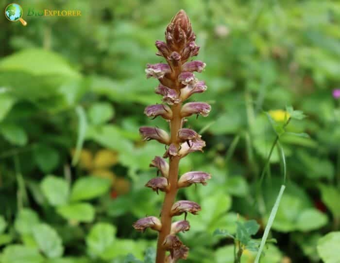 Broomrape Flowers