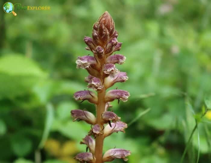 Broomrape