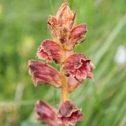 Broomrapes flower (Orobanchaceae)