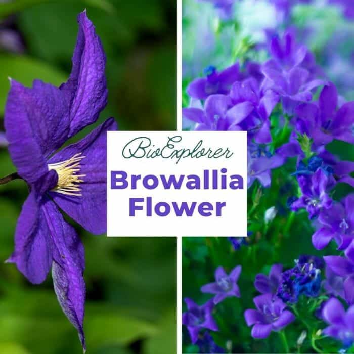 Browallia