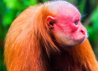 Bald Uakari