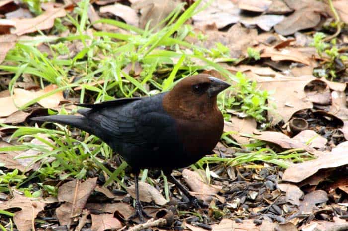 Brown-headed Cowbirds