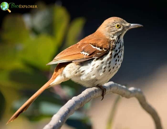 Brown Thrasher