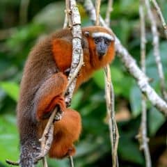 Brown Titi