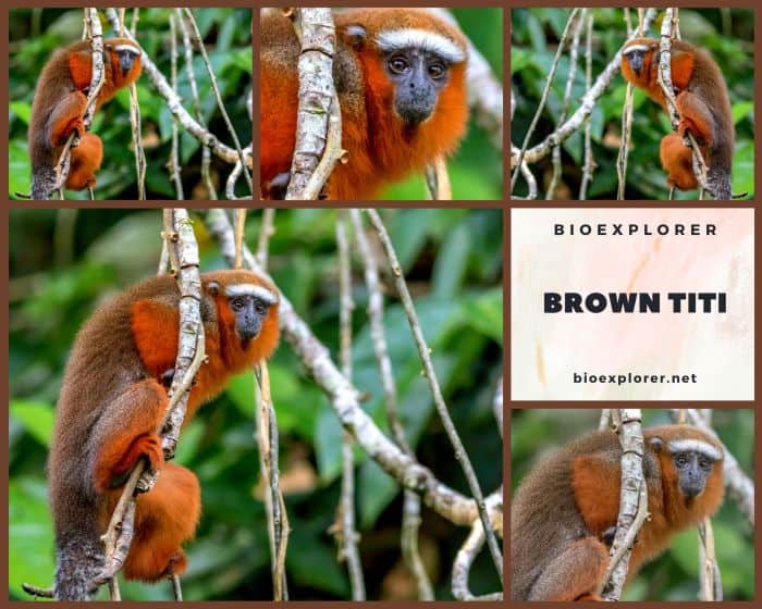 Brown Titi