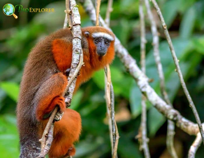 Brown Titi